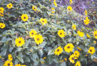 Yellow and black flowers